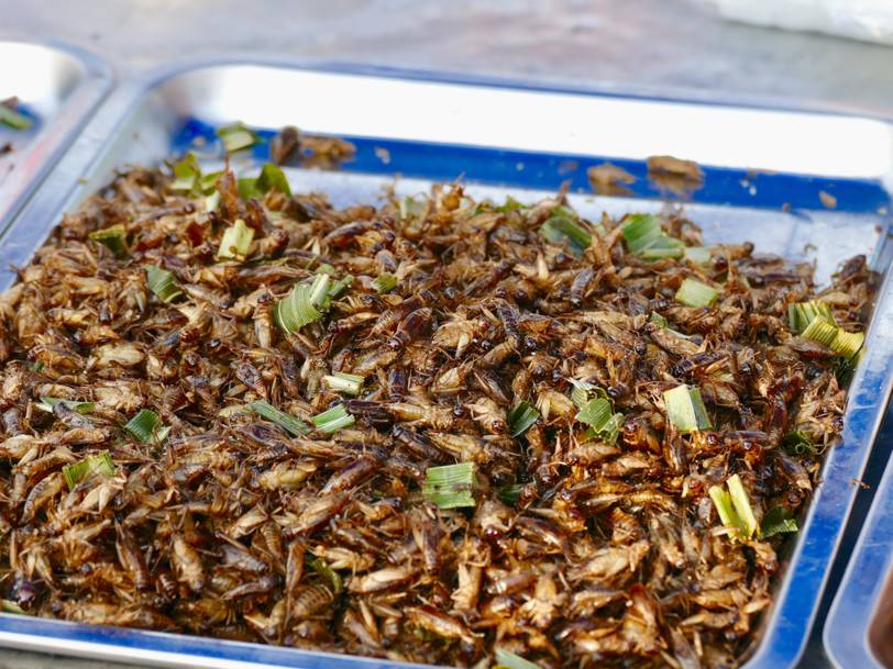 Nourrir l'humanité avec des insectes comestibles