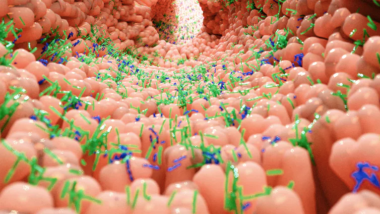 Vue d’artiste de l’intérieur de notre intestin, avec des bactéries posées dessus symbolisant notre microbiote
